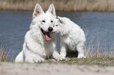 BERGER BLANC SUISSE - ADULTS ET PUPPIES 005